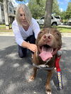 adoptable Dog in  named Buckee