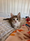 adoptable Cat in  named Maui