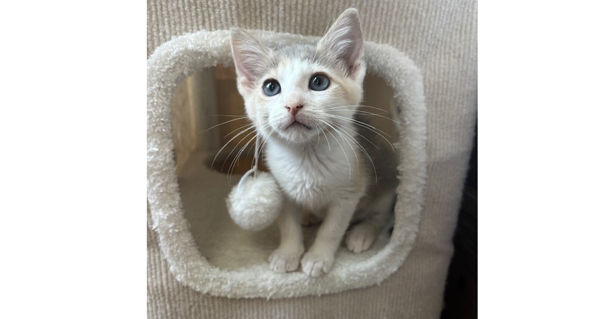 adoptable Cat in Saint Augustine, FL named Ripley