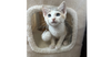 adoptable Cat in  named Ripley