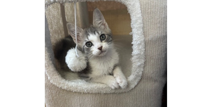 adoptable Cat in Saint Augustine, FL named Muffy