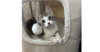 adoptable Cat in  named Muffy