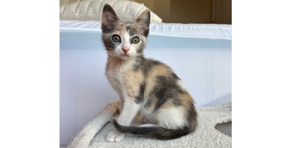 adoptable Cat in Saint Augustine, FL named Oakley