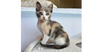 adoptable Cat in  named Oakley