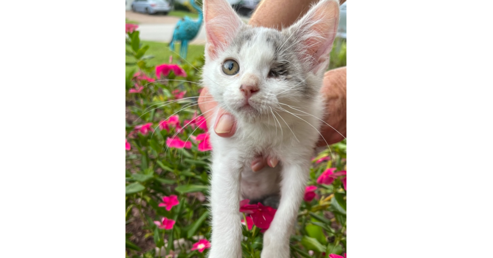 adoptable Cat in Saint Augustine, FL named Angel