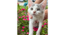 adoptable Cat in  named Angel