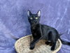 Onyx - Photo 1