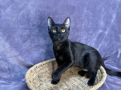 ONYX - Domestic Short Hair available for adoption