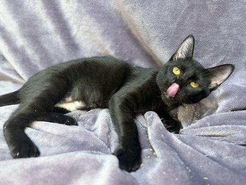 ONYX - Domestic Short Hair available for adoption