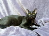 Onyx - Photo 3