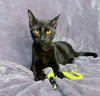 Onyx - Photo 4