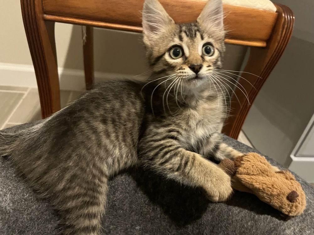 adoptable Cat in Saint Augustine, FL named Sweet Pea