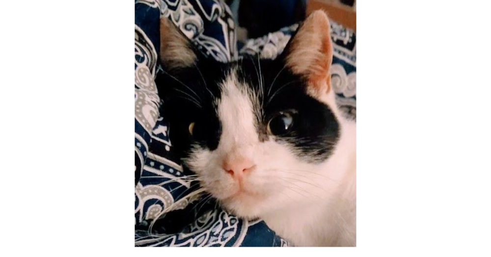 Effie Image