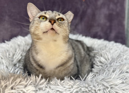 FELIX - Domestic Short Hair available for adoption