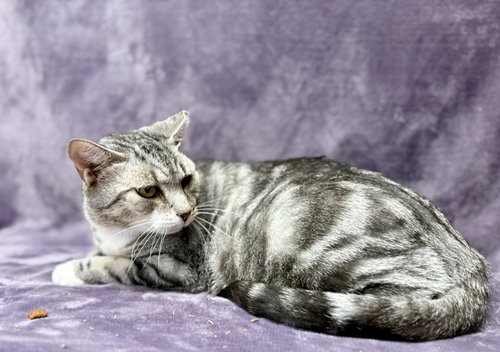 FELIX - Domestic Short Hair available for adoption