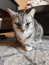 Felix - Photo 3