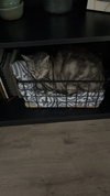 Felix - Photo 4