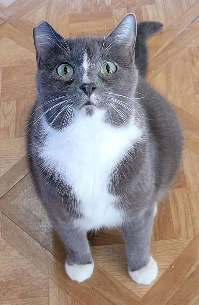Sophie Image