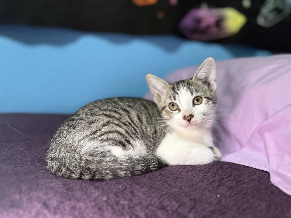 Toonces Image