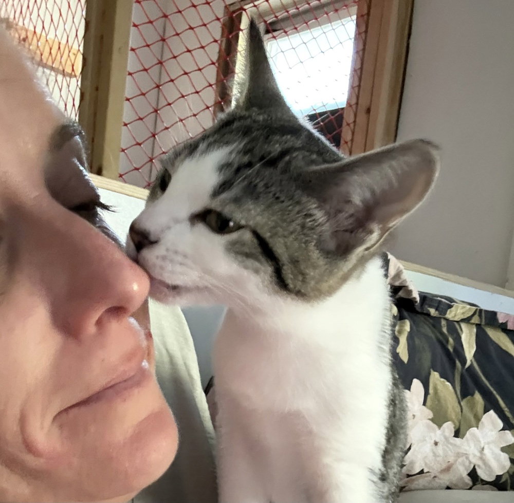 Toonces