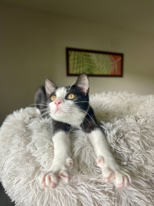 Jerry, Young Domestic Short Hair (short coat), cat for adoption in Ormond Beach, Florida