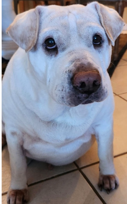 picture of the dog needing adoption