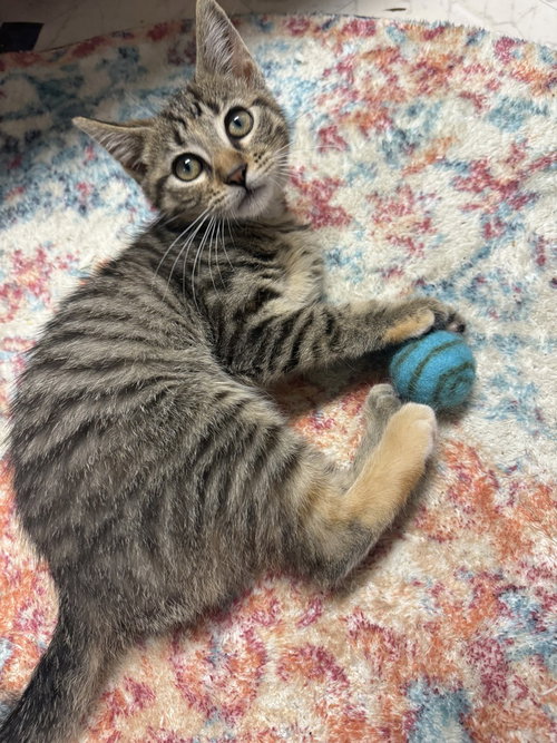 Banana, an adoptable Domestic Short Hair in St. Augustine, FL