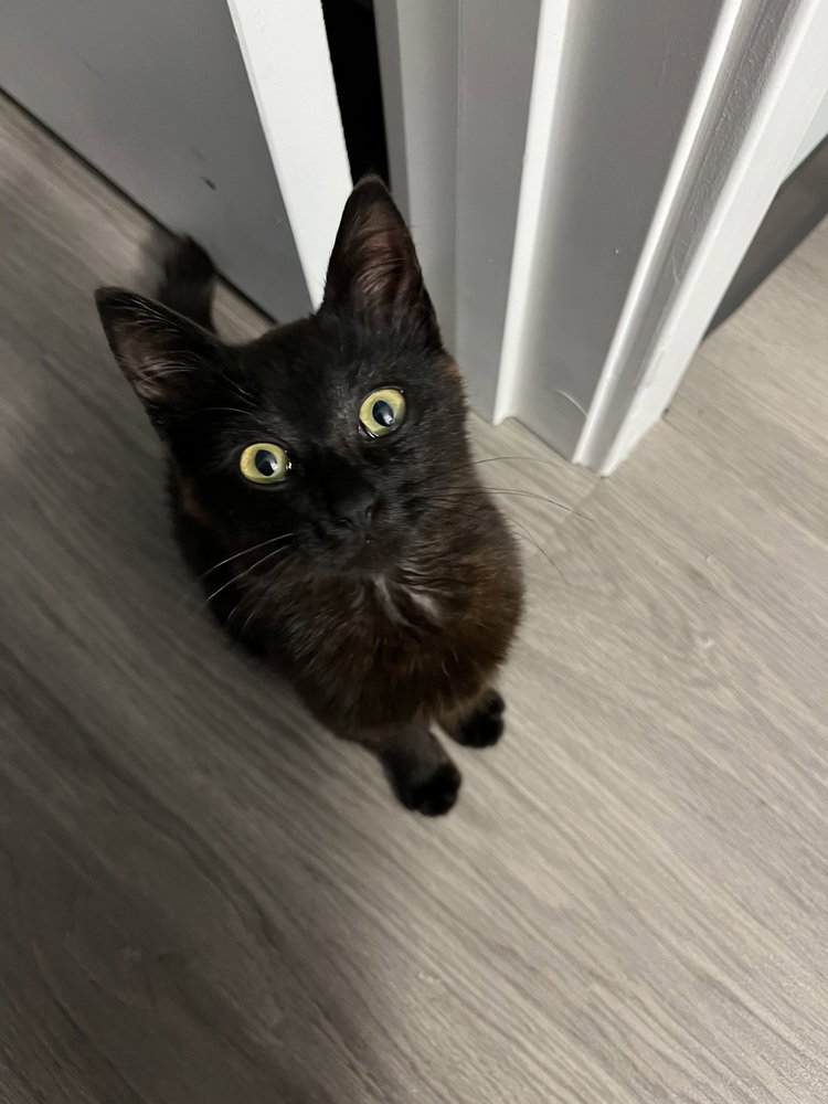 Dr. Kat
