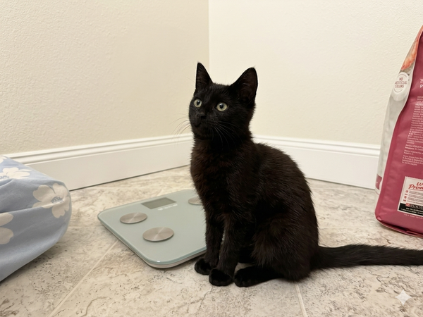 Dr. Kat