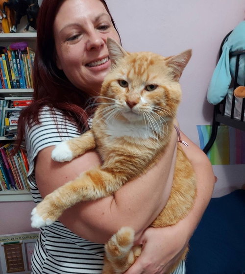 Marmalade, an adoptable Domestic Short Hair in St. Augustine, FL