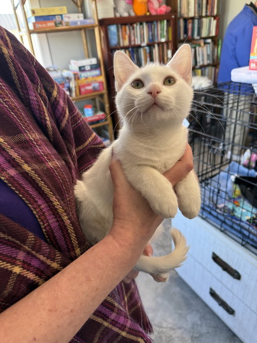 Ozzy, an adoptable Domestic Short Hair in St. Augustine, FL