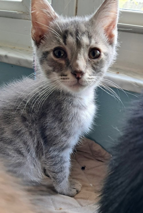 Morty, an adoptable Domestic Medium Hair in St. Augustine, FL