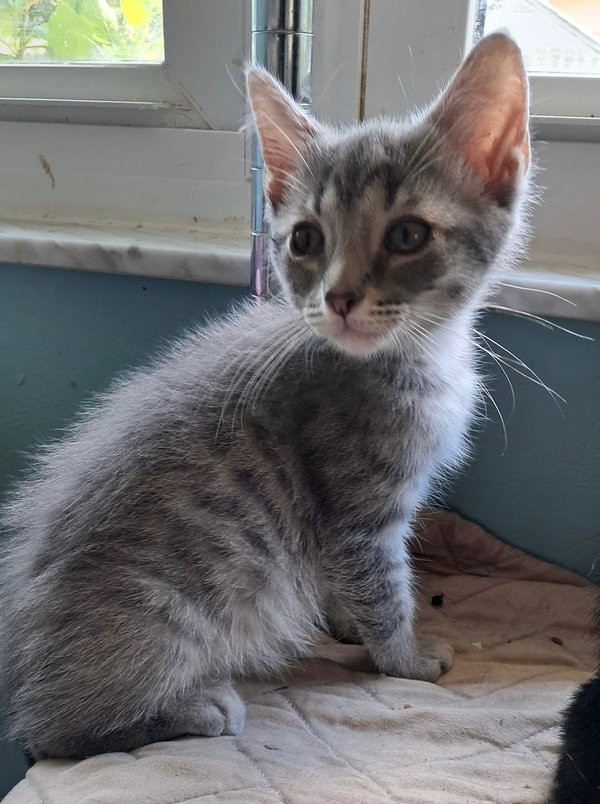 Morty