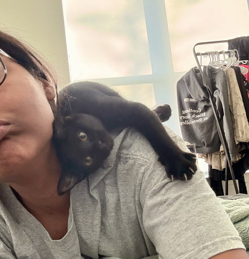 Caper, an adoptable Domestic Short Hair in St. Augustine, FL