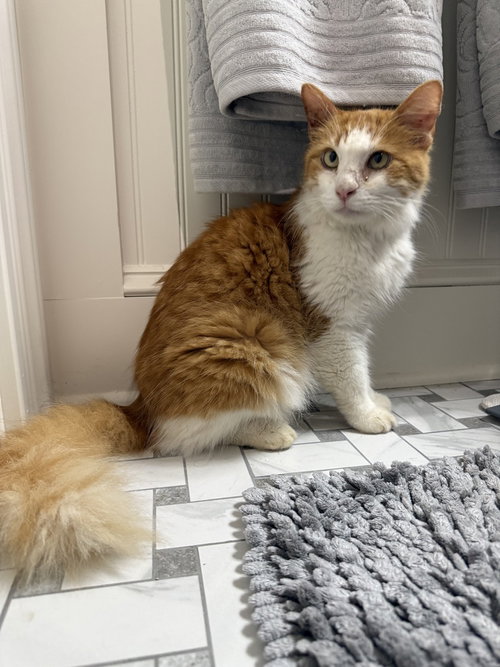 Juno, Adult Domestic Long Hair (short coat), cat for adoption in Ormond Beach, Florida