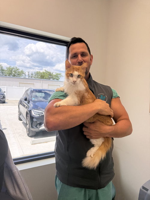 Juno, an adoptable Domestic Long Hair in St. Augustine, FL