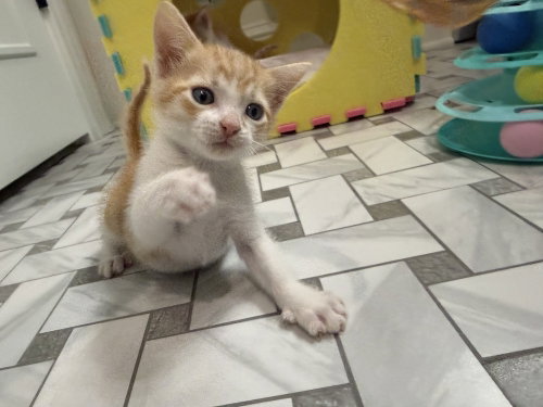Milo, an adoptable Domestic Short Hair in St. Augustine, FL