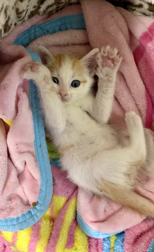 Moose, an adoptable Domestic Short Hair in St. Augustine, FL