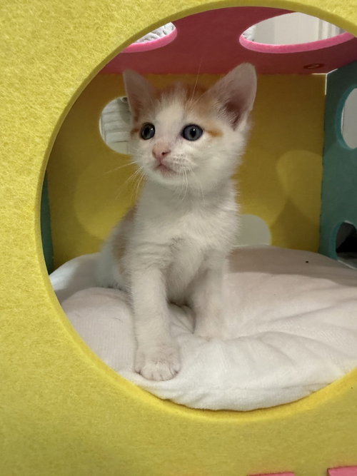 Máximo, an adoptable Domestic Short Hair in St. Augustine, FL