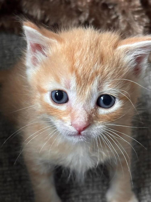 Maverick, an adoptable Domestic Short Hair in St. Augustine, FL