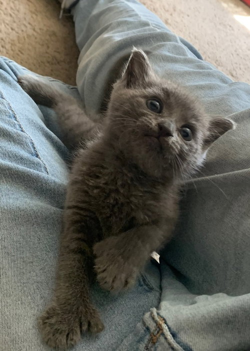 Tully, an adoptable Extra-Toes Cat in St. Augustine, FL