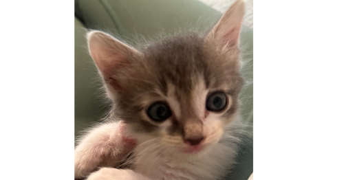 Cargo, an adoptable Domestic Long Hair in St. Augustine, FL