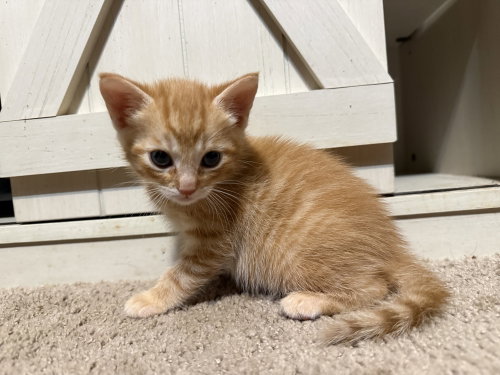 Archie, an adoptable Domestic Short Hair in St. Augustine, FL