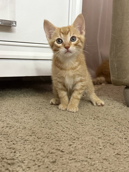 Archie, an adoptable Domestic Short Hair in St. Augustine, FL