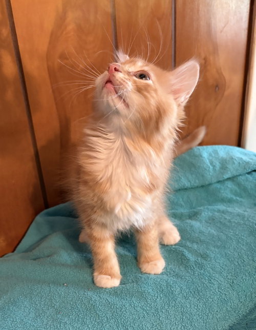 Clementine, an adoptable Domestic Long Hair in St. Augustine, FL