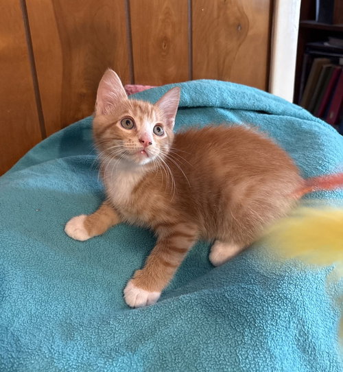 Cara Cara, an adoptable Domestic Short Hair in St. Augustine, FL