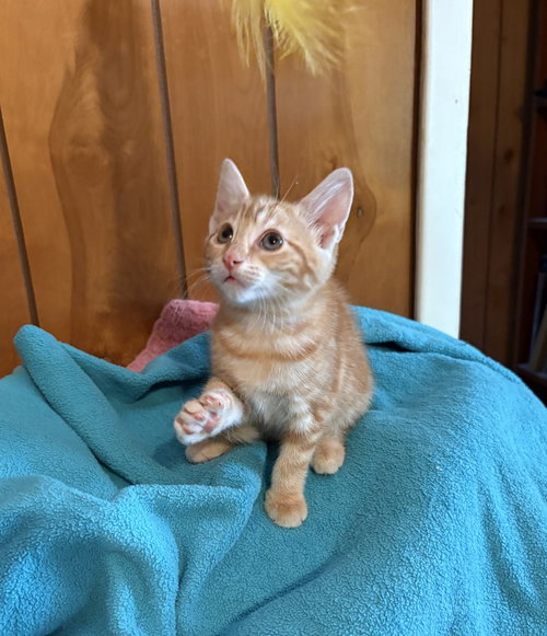 Satsuma, an adoptable Domestic Short Hair in St. Augustine, FL