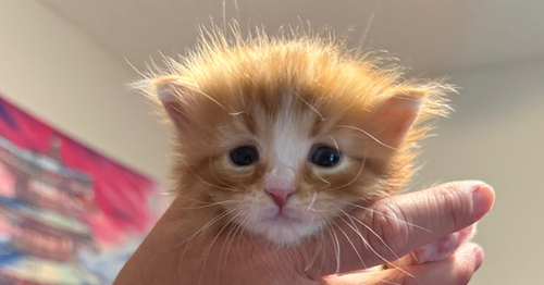 Rocco, an adoptable Domestic Long Hair in St. Augustine, FL