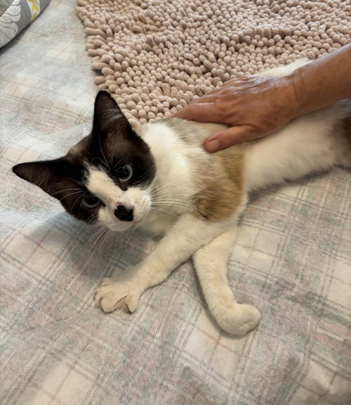 Sherwin, an adoptable Siamese in St. Augustine, FL