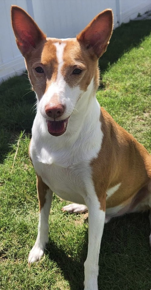 Miles, an adoptable Ibizan Hound in St. Augustine, FL